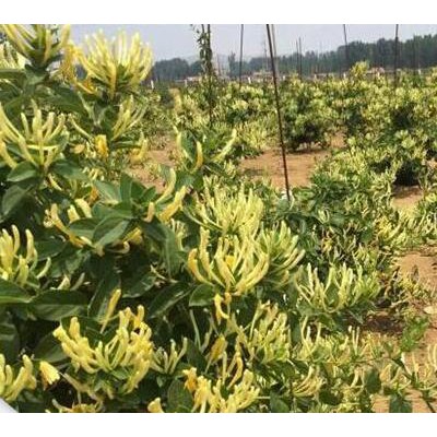 金银花树苗 山东康花 金银花种植方法